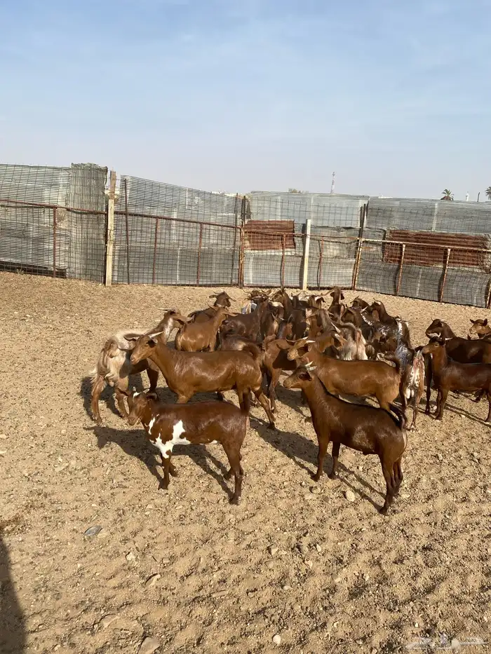 طليان حرية وتيوس بلدي 3