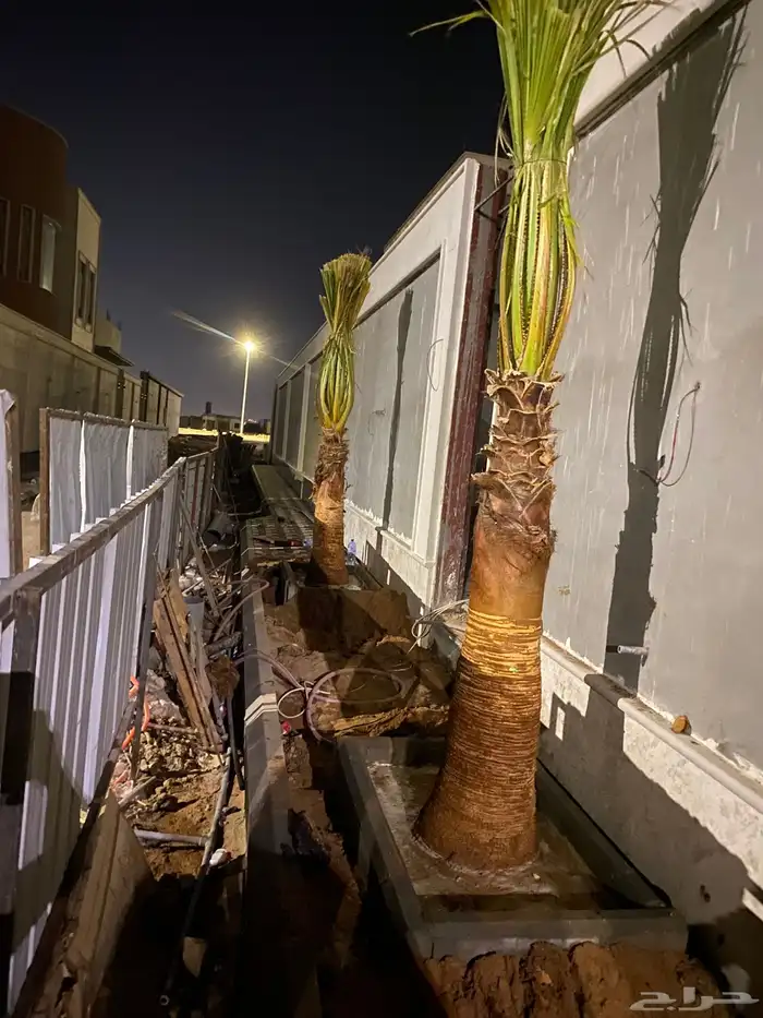 وشنطني زينه 2