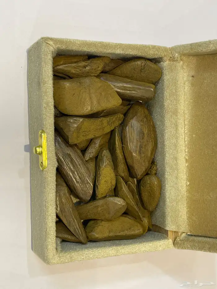 عود مروكي وتايقر 2