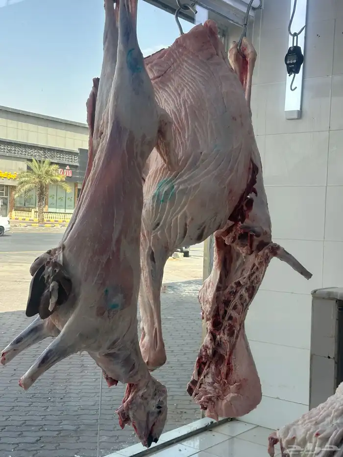 ملحمة نوادر الجزيرة للحوم الطازجة 68
