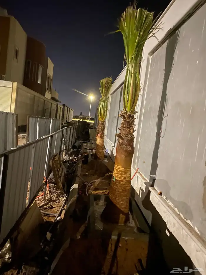 وشنطني زينه 1