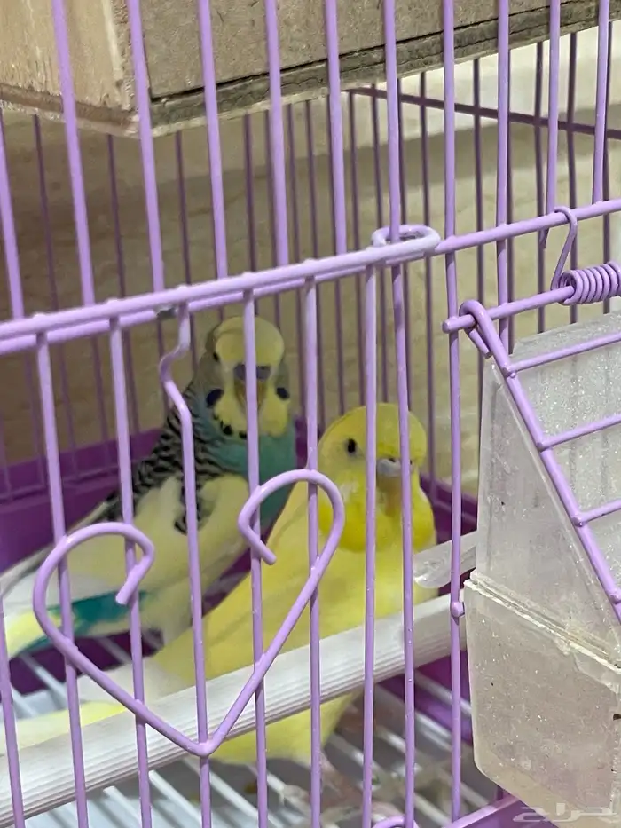 طيور بادجي للبيع بالقفص 2