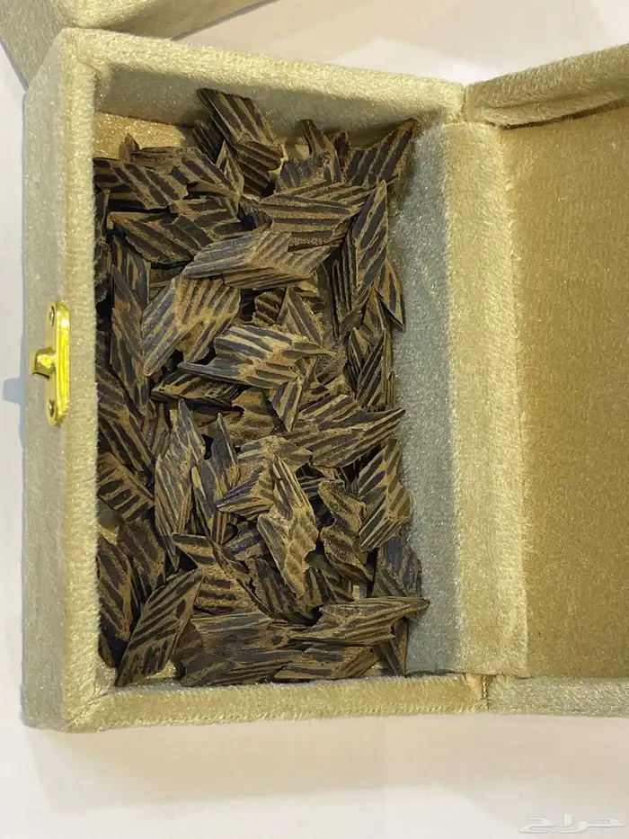 عود مروكي وتايقر 1