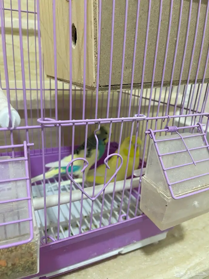 طيور بادجي للبيع بالقفص 3