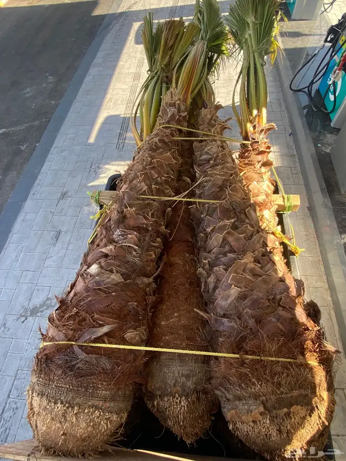 وشنطني زينه 6