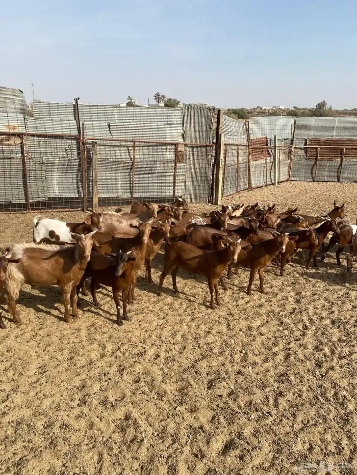 طليان حرية وتيوس بلدي 1