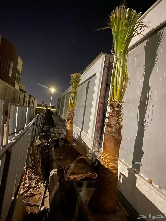 وشنطني زينه 0