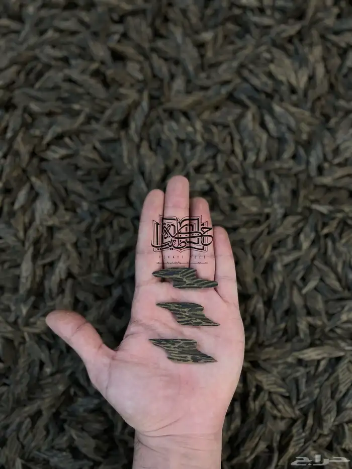 عود كمبودي تايقر طبيعي محسن ملكي (جمله) 2