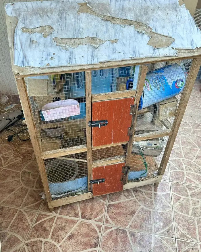 شبك عصافير 1