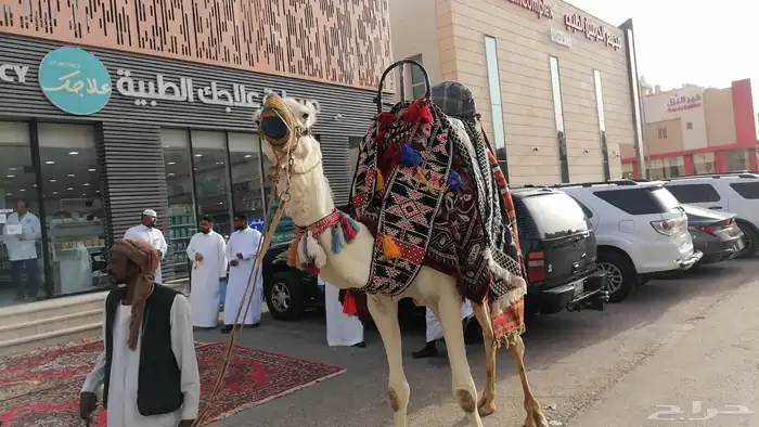 خيول وجمال وسيسي للإيجار  21