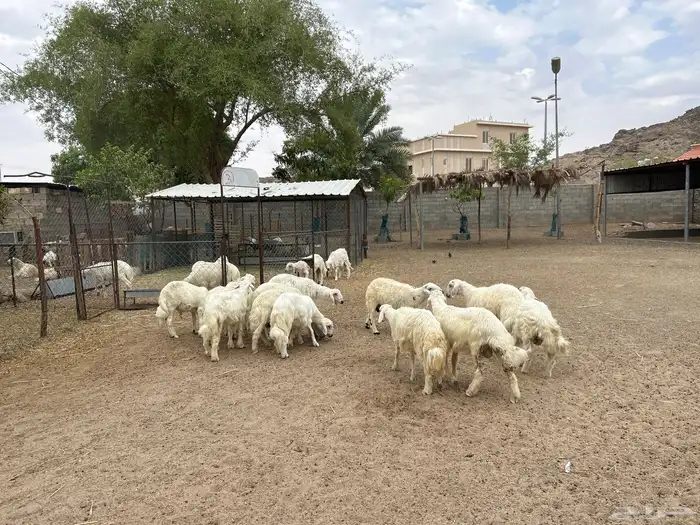 خرفان بلديه صفر نجران وتيوس بلديه دغس 41
