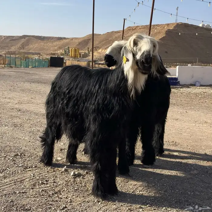 رخال نجد دغم ودلما 3
