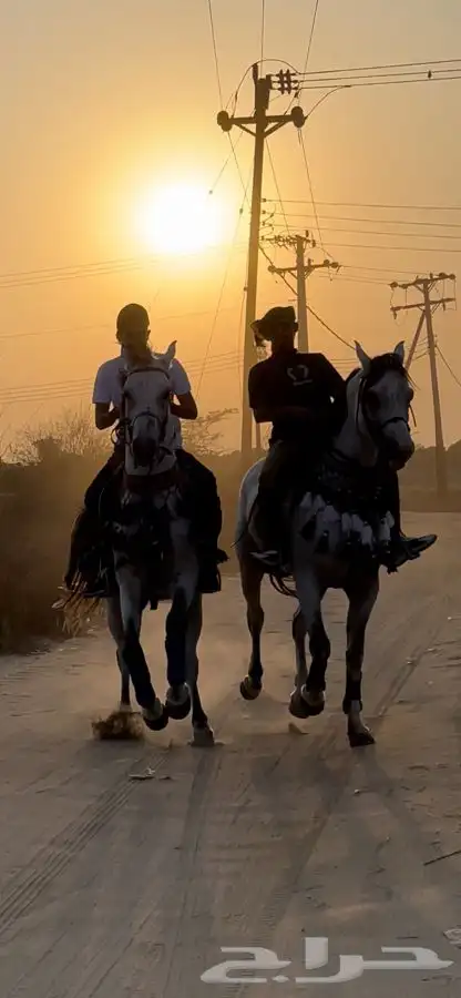 ماده اعلانيه للمهتمين بتربية الخيل والعناية بها 25