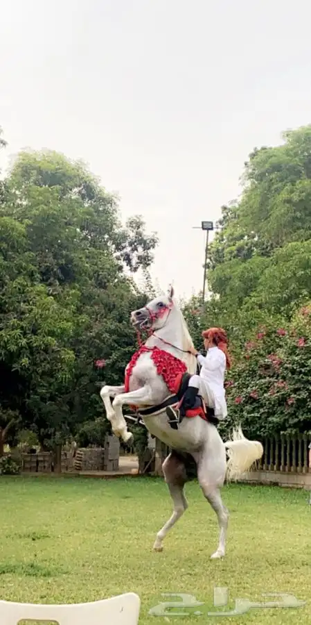 ماده اعلانيه للمهتمين بتربية الخيل والعناية بها 24