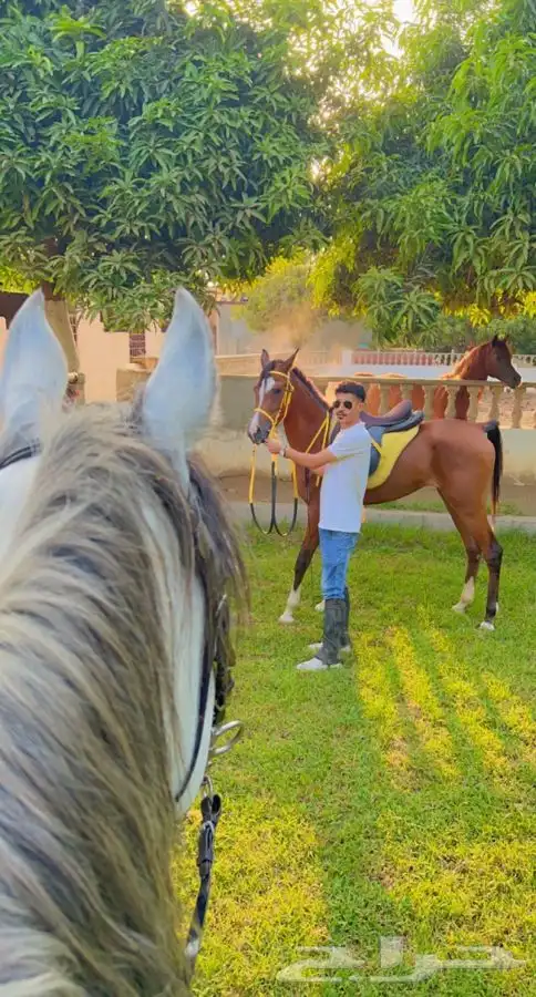 ماده اعلانيه للمهتمين بتربية الخيل والعناية بها 6