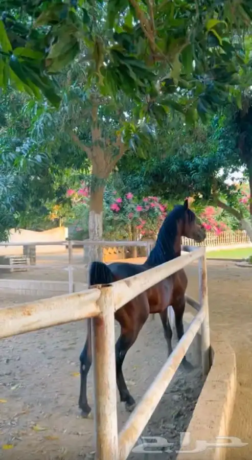 ماده اعلانيه للمهتمين بتربية الخيل والعناية بها 11