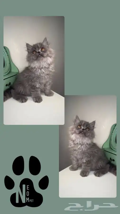 قطط سكوتش فولد للبيع هملايا قطه قطوه بسه قطط تمارا تابي انثى 4