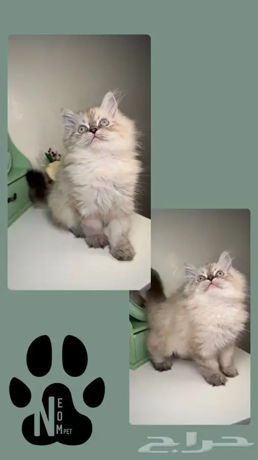 قطط سكوتش فولد للبيع هملايا قطه قطوه بسه قطط تمارا تابي انثى 3