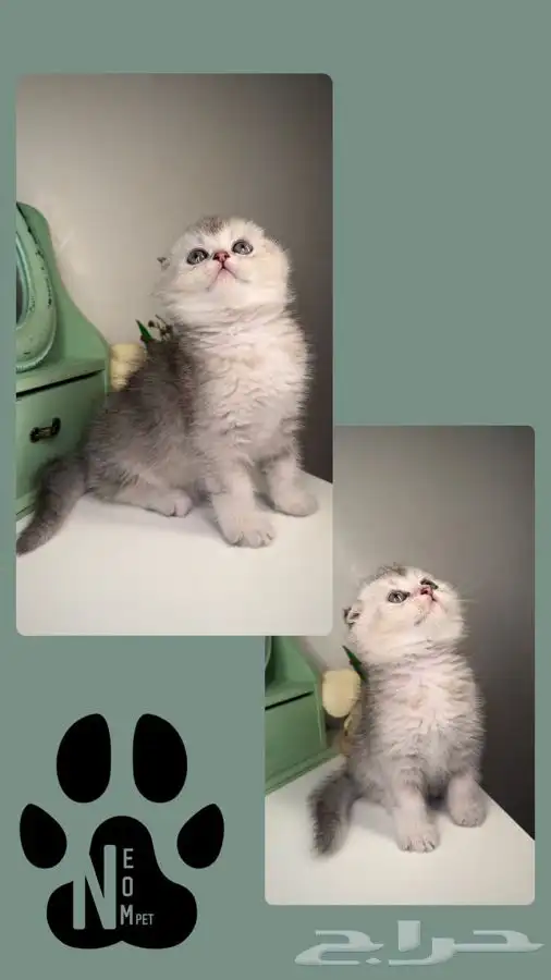 قطط سكوتش فولد للبيع هملايا قطه قطوه بسه قطط تمارا تابي انثى 2