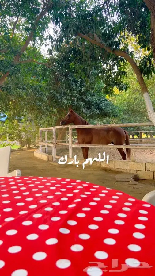 ماده اعلانيه للمهتمين بتربية الخيل والعناية بها 15