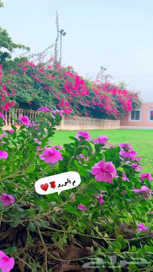 ماده اعلانيه للمهتمين بتربية الخيل والعناية بها 0