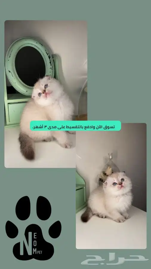 قطط سكوتش فولد للبيع هملايا قطه قطوه بسه قطط تمارا تابي انثى 1