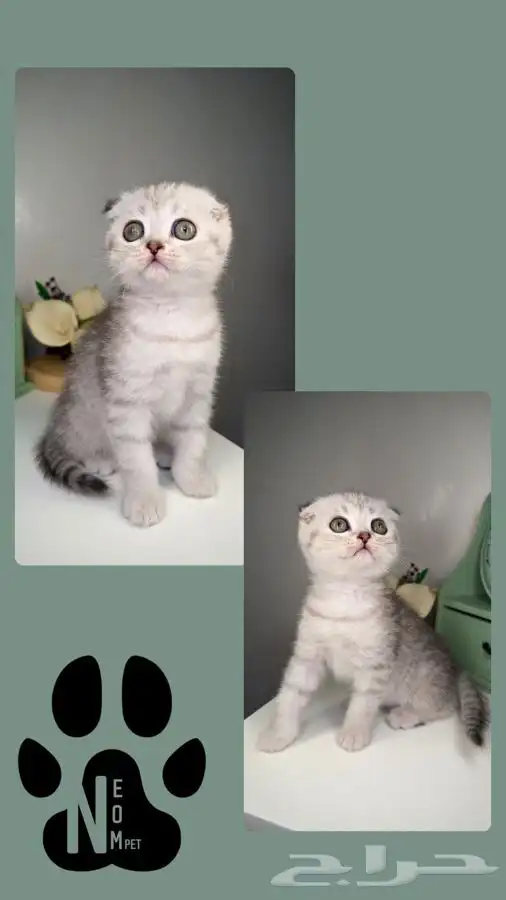 قطط سكوتش فولد للبيع هملايا قطه قطوه بسه قطط تمارا تابي انثى 5