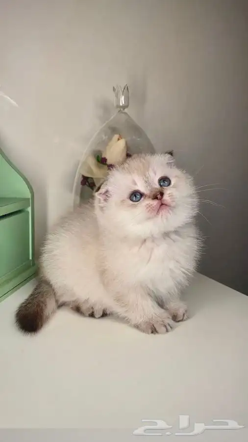 قطط سكوتش فولد للبيع هملايا قطه قطوه بسه قطط تمارا تابي انثى 0
