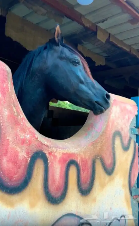 ماده اعلانيه للمهتمين بتربية الخيل والعناية بها 10