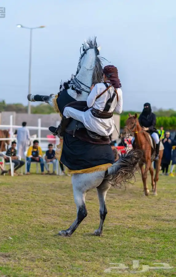 ماده اعلانيه للمهتمين بتربية الخيل والعناية بها 17