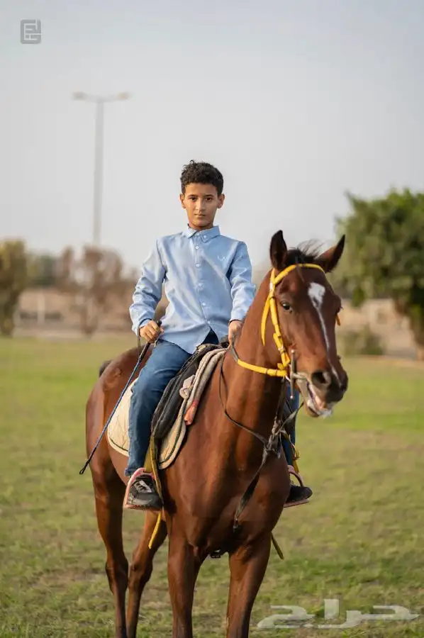 ماده اعلانيه للمهتمين بتربية الخيل والعناية بها 21