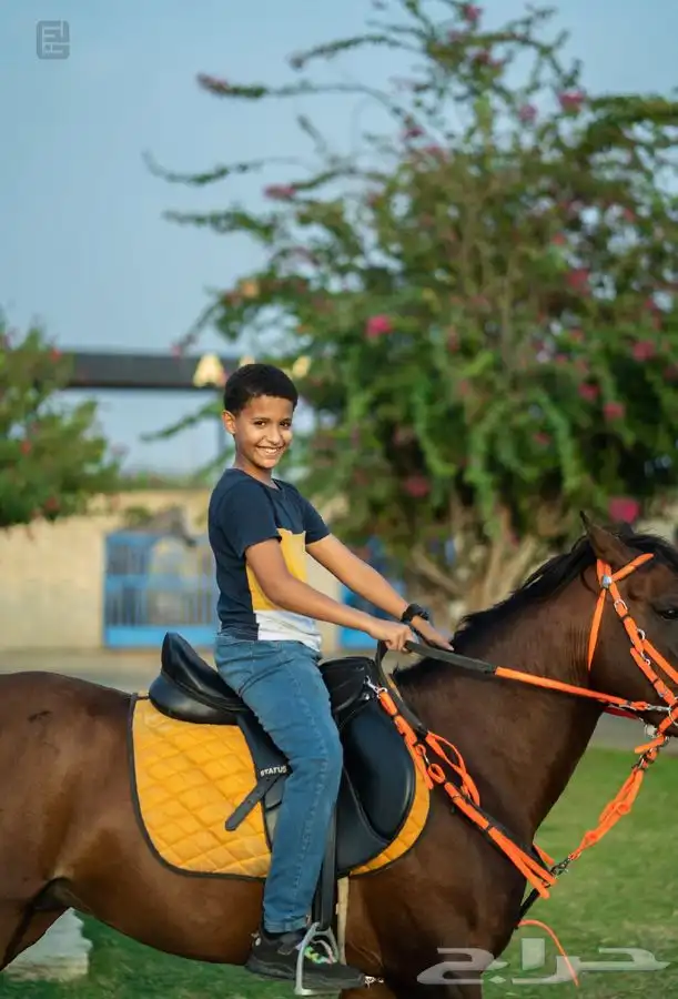 ماده اعلانيه للمهتمين بتربية الخيل والعناية بها 19