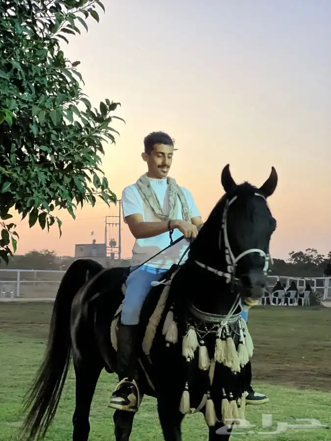 ماده اعلانيه للمهتمين بتربية الخيل والعناية بها 16