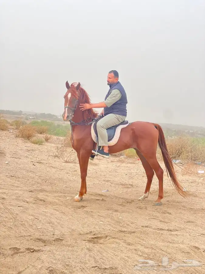 ماده اعلانيه للمهتمين بتربية الخيل والعناية بها 14