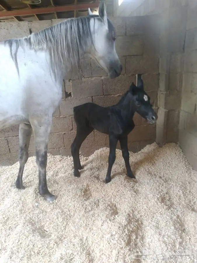 ماده اعلانيه للمهتمين بتربية الخيل والعناية بها 26