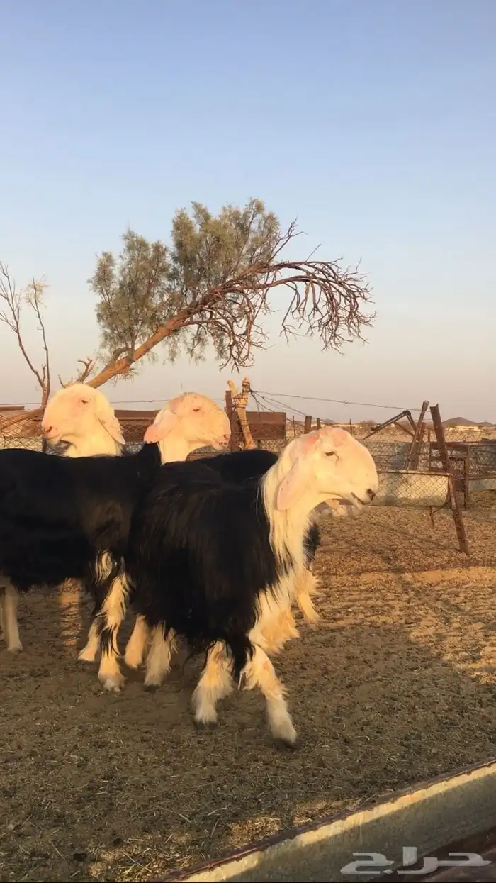 فحول نجد صنف فواخر ( تم البيع ) 2