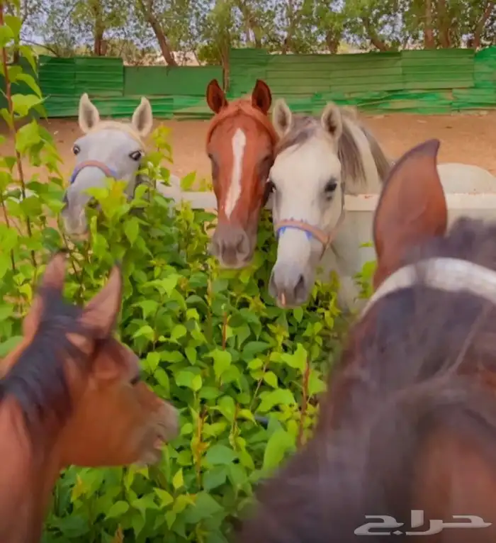 ماده اعلانيه للمهتمين بتربية الخيل والعناية بها 9