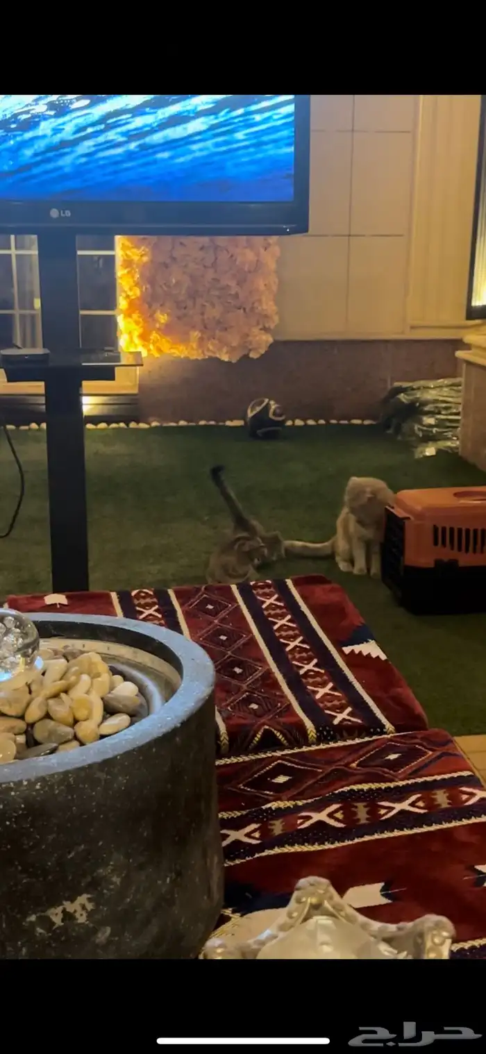 قطط تزاوج قط سكوتش فولد 2