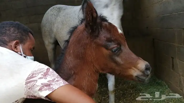 ماده اعلانيه للمهتمين بتربية الخيل والعناية بها 27