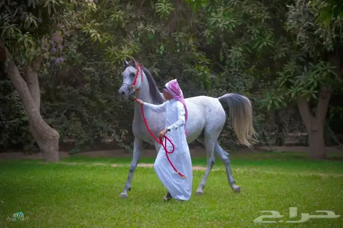 ماده اعلانيه للمهتمين بتربية الخيل والعناية بها 3