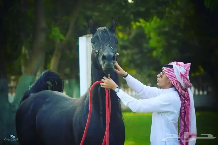 ماده اعلانيه للمهتمين بتربية الخيل والعناية بها 2