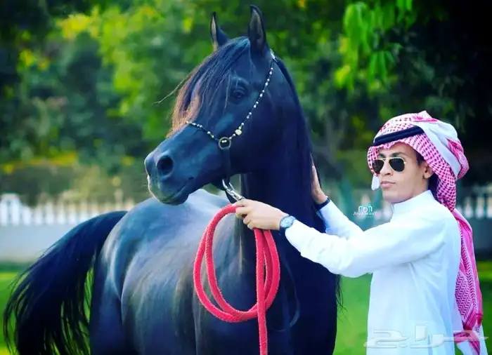 ماده اعلانيه للمهتمين بتربية الخيل والعناية بها 1