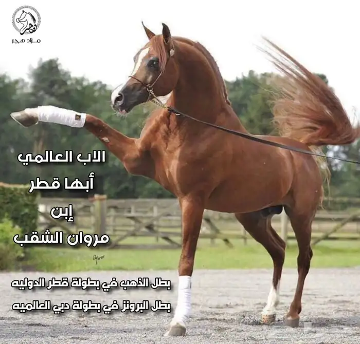 ماده اعلانيه للمهتمين بتربية الخيل والعناية بها 13