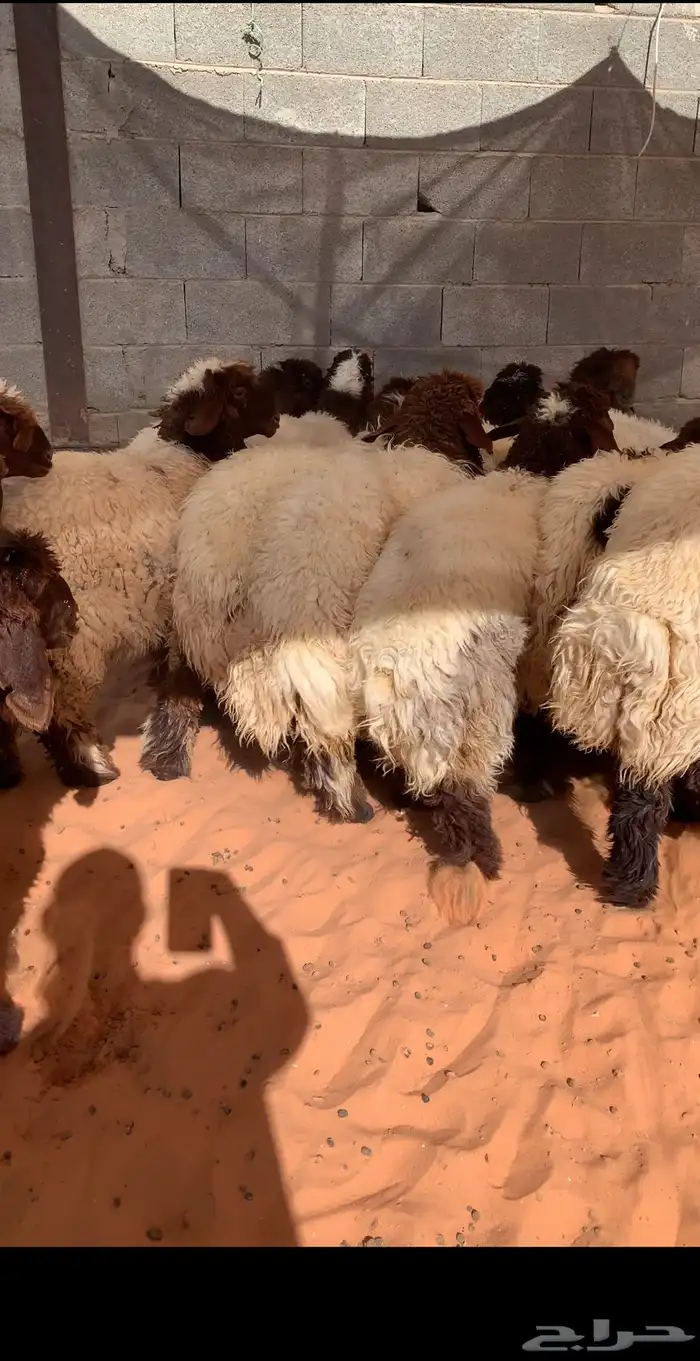 ذبايح الحفر 4