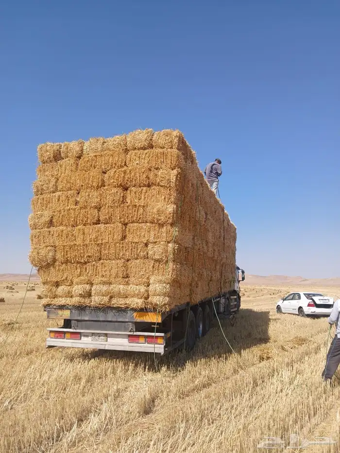 تبن قمح   شد طيب الدفع عند الوصول 2