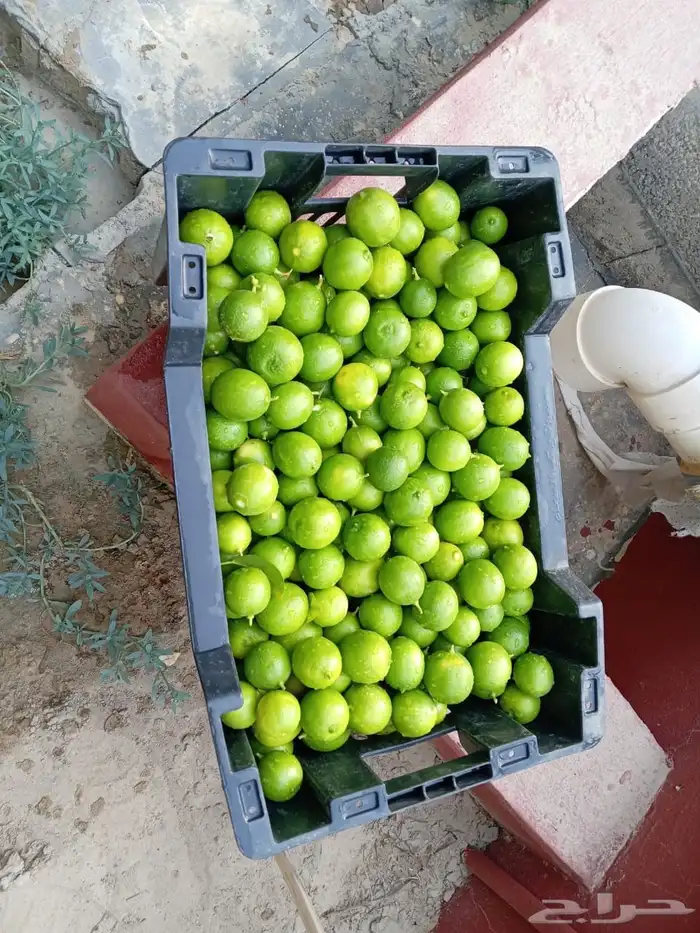 ليمون حساوي 11