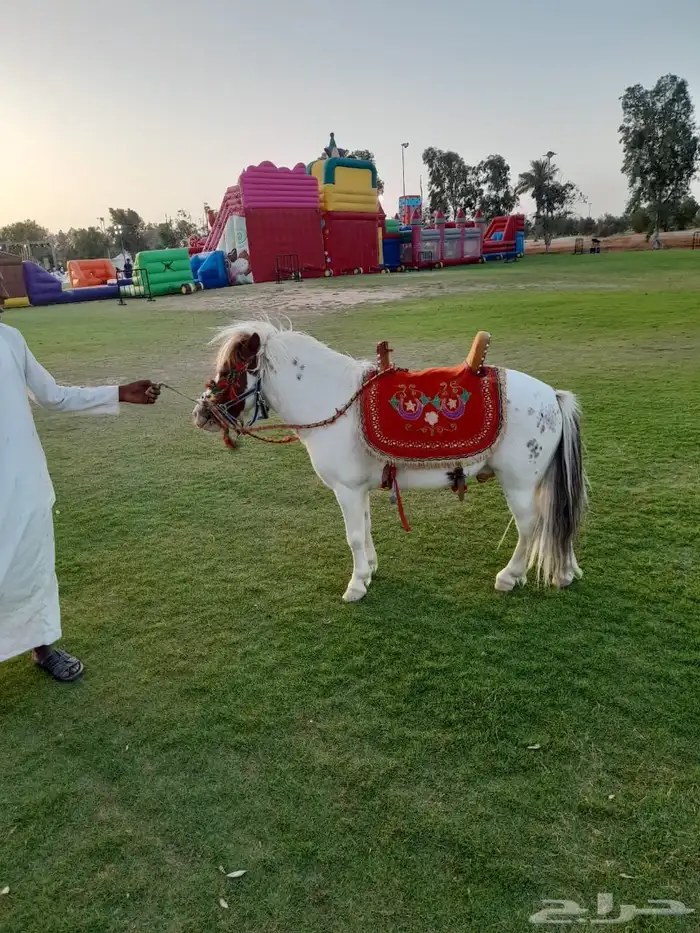 سيسي للإيجار اليومي 19