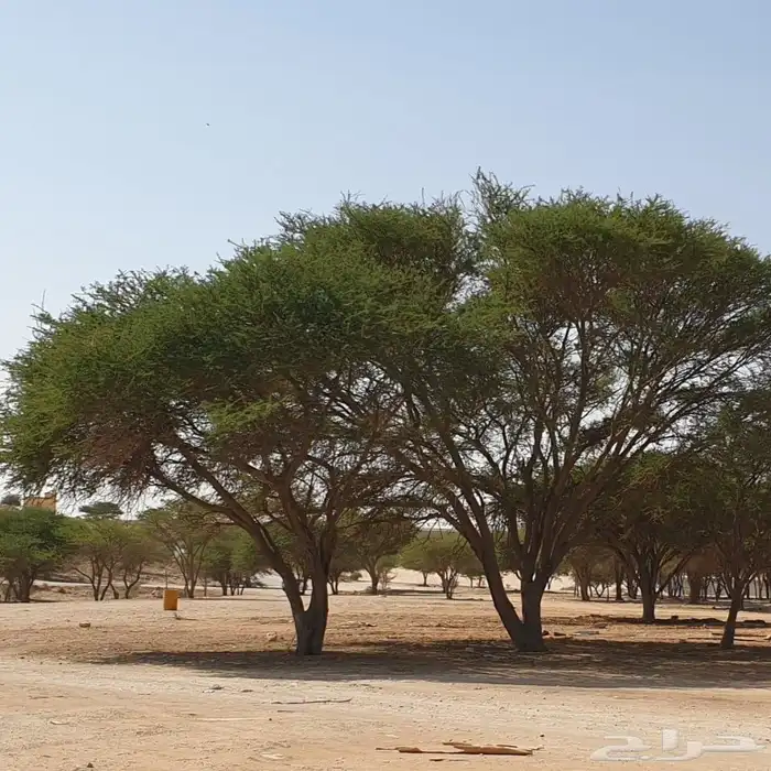 بذور سيال شبهان العملاق 0