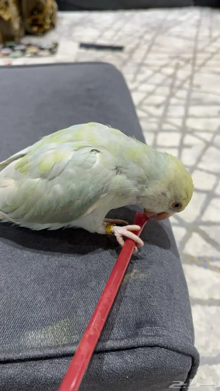 ببغاء الدرة ازرق فاتح طفرة تم البيع 32