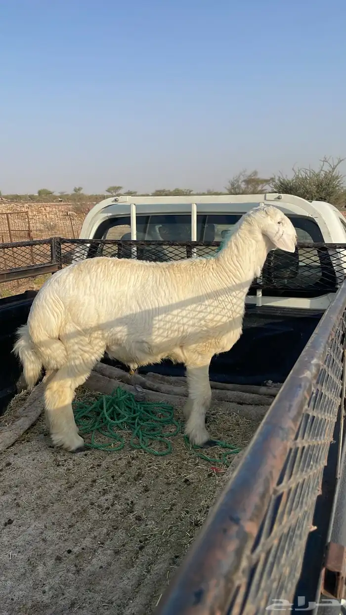 ذبائح حري 5